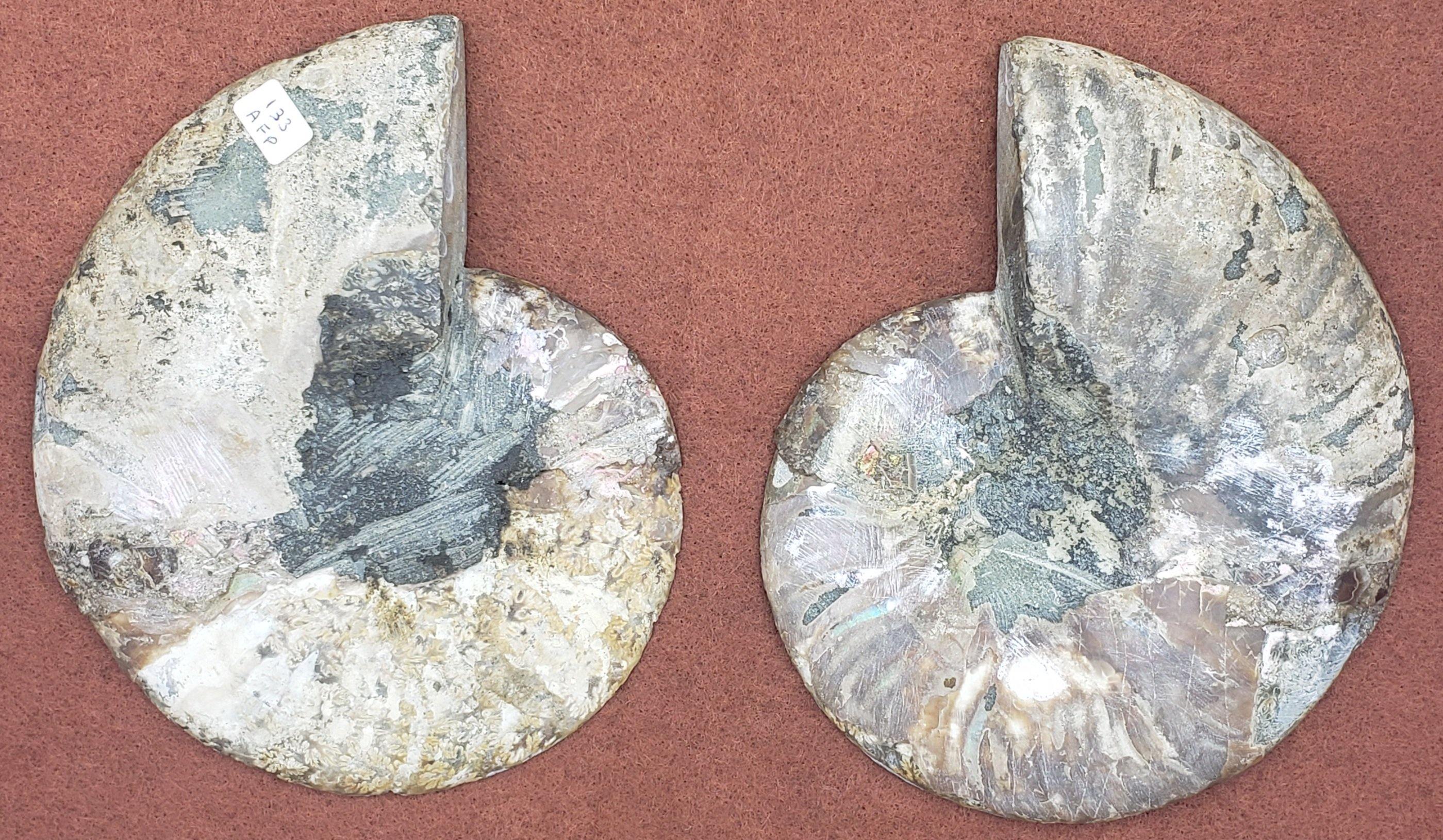 5.75" Ammonite Fossil Pair - CRYSTAL LIGHT ELEMENTS 