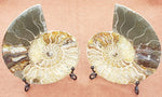 Load image into Gallery viewer, 5.75&quot; Ammonite Fossil Pair - CRYSTAL LIGHT ELEMENTS 
