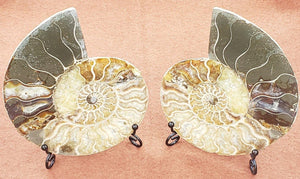 5.75" Ammonite Fossil Pair - CRYSTAL LIGHT ELEMENTS 