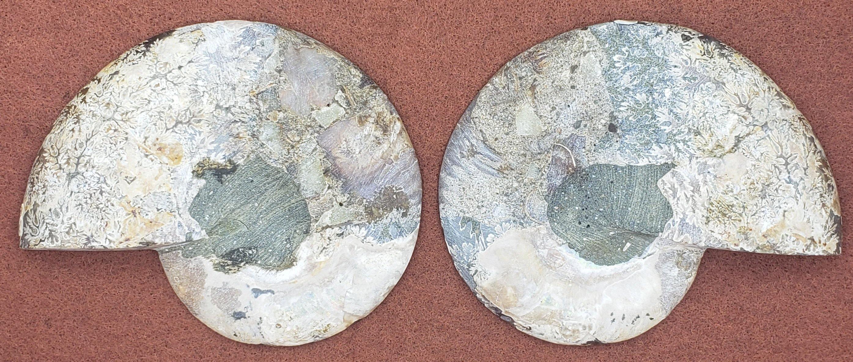 5" Ammonite Fossil Pair - CRYSTAL LIGHT ELEMENTS 