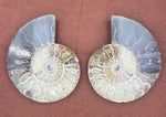 Load image into Gallery viewer, 5.75&quot; Ammonite Fossil Pair - CRYSTAL LIGHT ELEMENTS 
