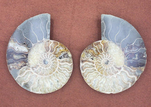 5.75" Ammonite Fossil Pair - CRYSTAL LIGHT ELEMENTS 