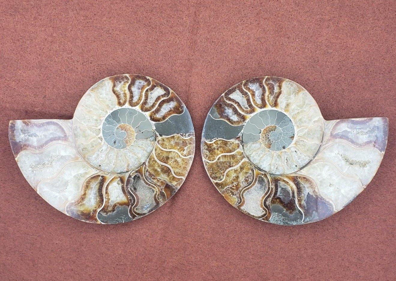 5" Ammonite Fossil Pair - CRYSTAL LIGHT ELEMENTS 