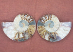 Load image into Gallery viewer, 5&quot; Ammonite Fossil Pair - CRYSTAL LIGHT ELEMENTS 
